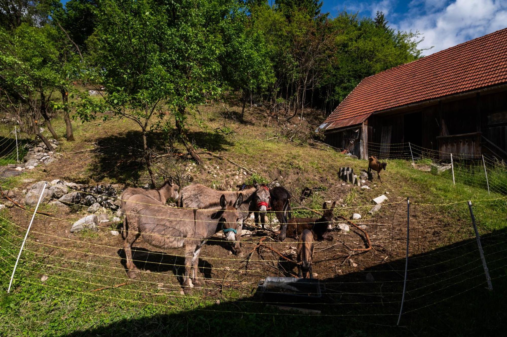 Turisticna Kmetija Grabnar Villa Bled Eksteriør billede